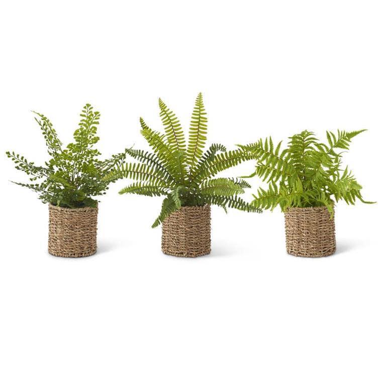 Fern in Woven Straw Basket